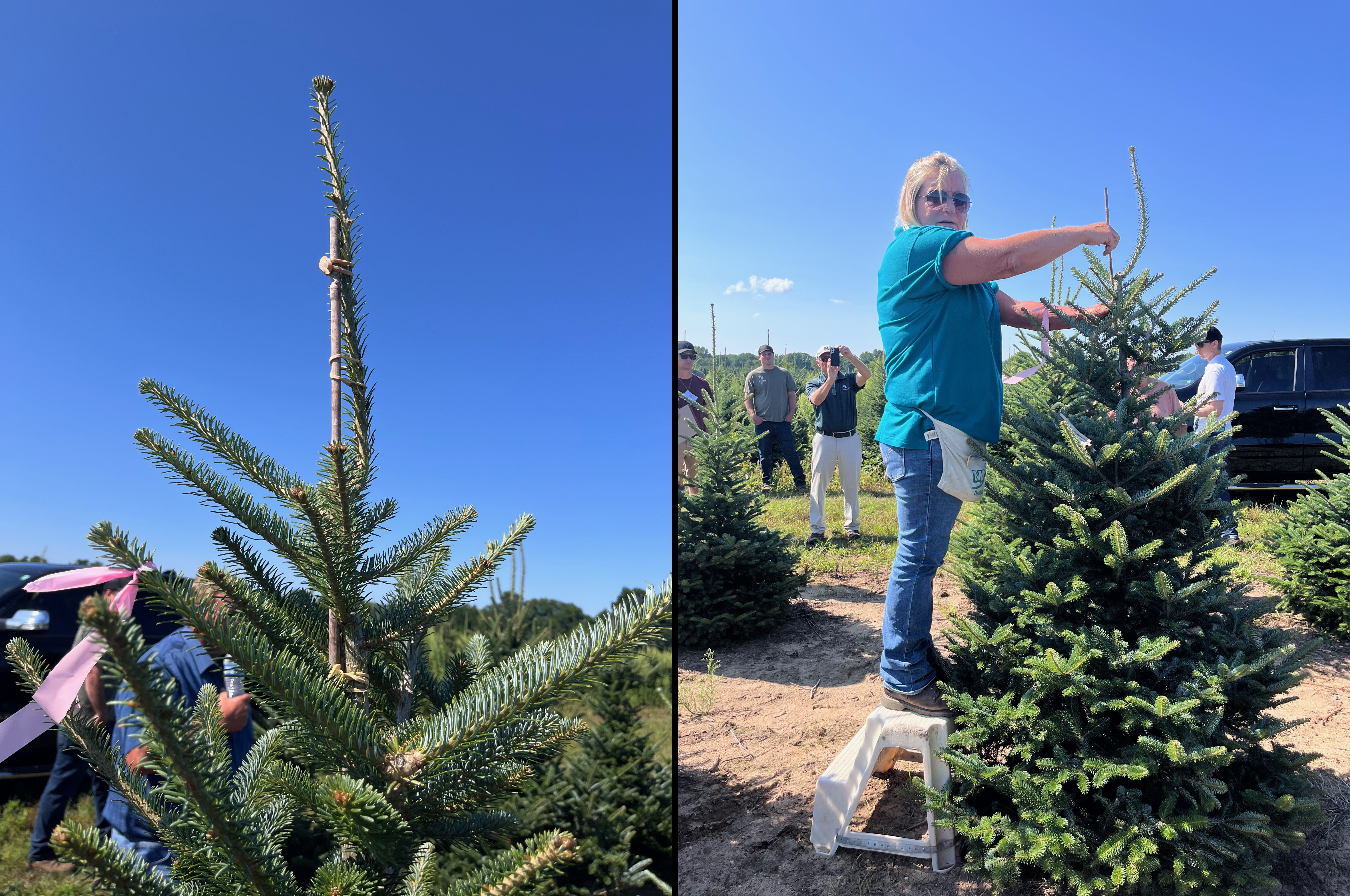 A person tying a leader upright in a Christmas tree